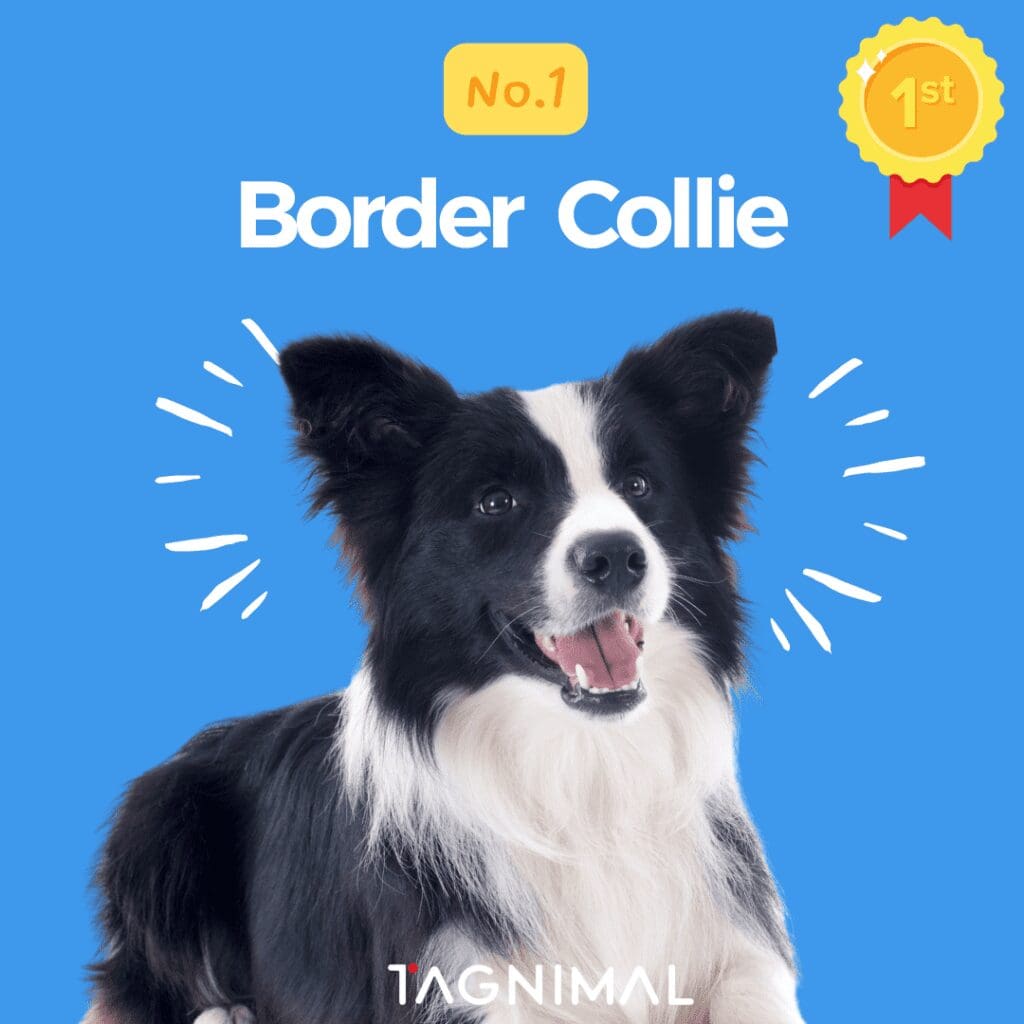 Tagnimal top 10 smartest dog in the world Border Collie