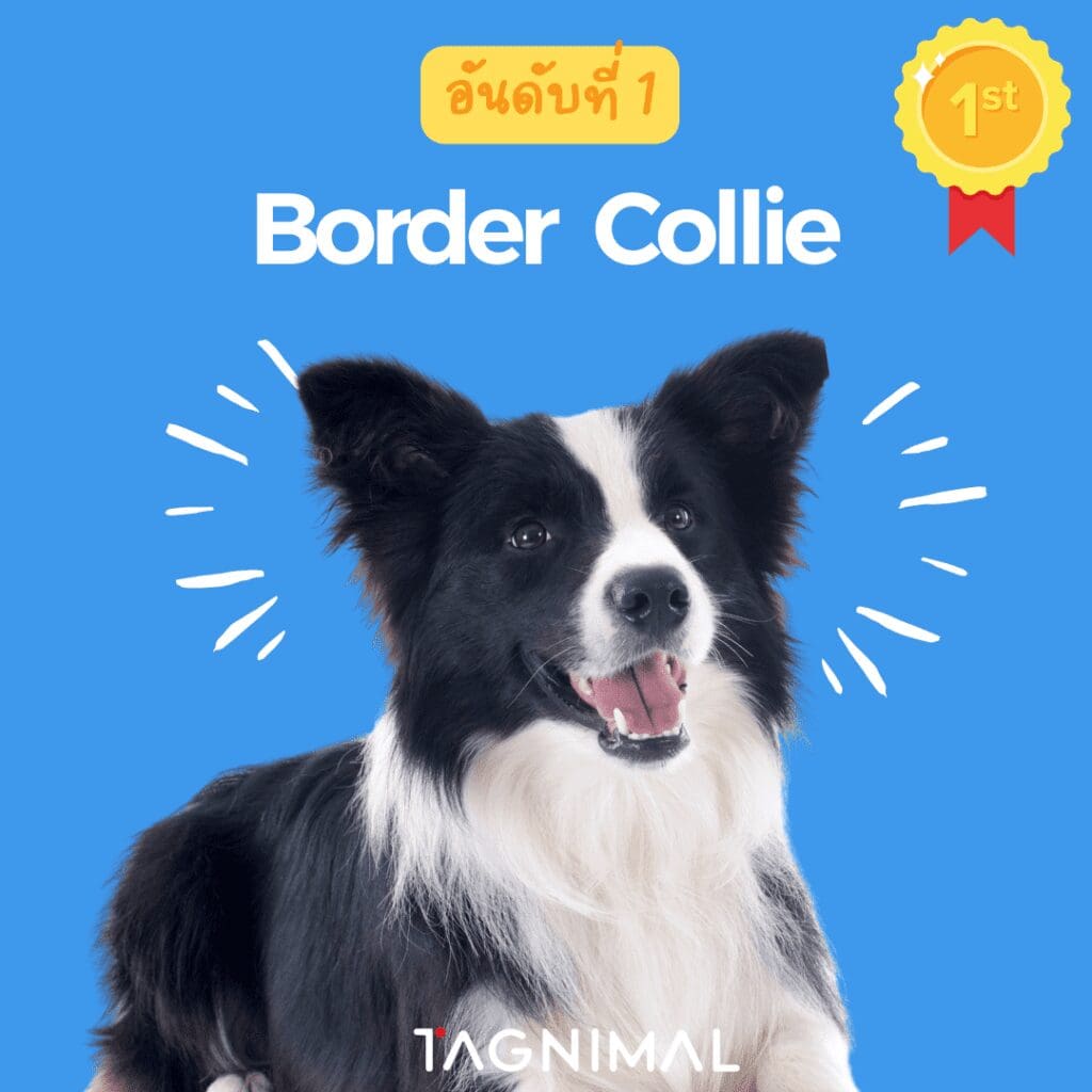 10 อันดับ สายพันธุ์หมาที่ฉลาดที่สุดในโลก บอร์เดอร์ คอลลี่ Tagnimal