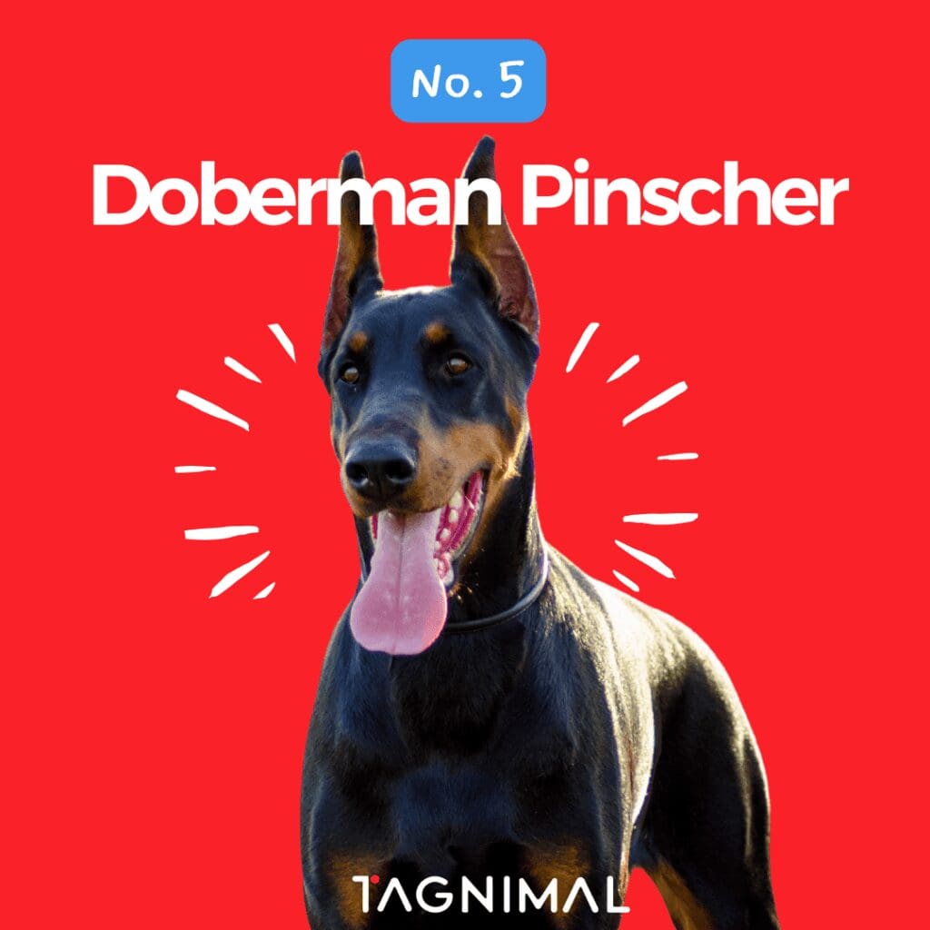Tagnimal top 10 smartest dog in the world Doberman Pinscher