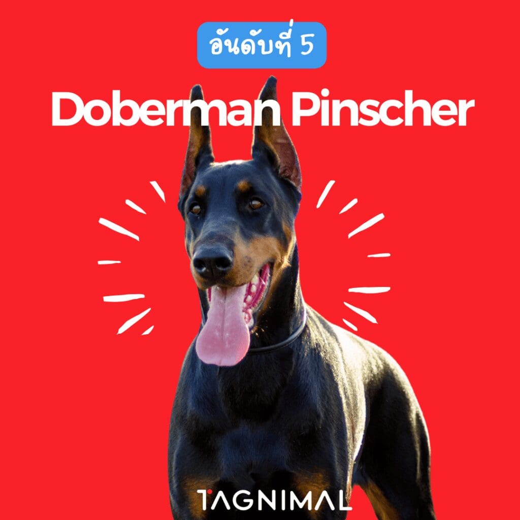 10 อันดับ สายพันธุ์หมาที่ฉลาดที่สุดในโลก โดเบอร์แมน พินเชอร์ Tagnimal