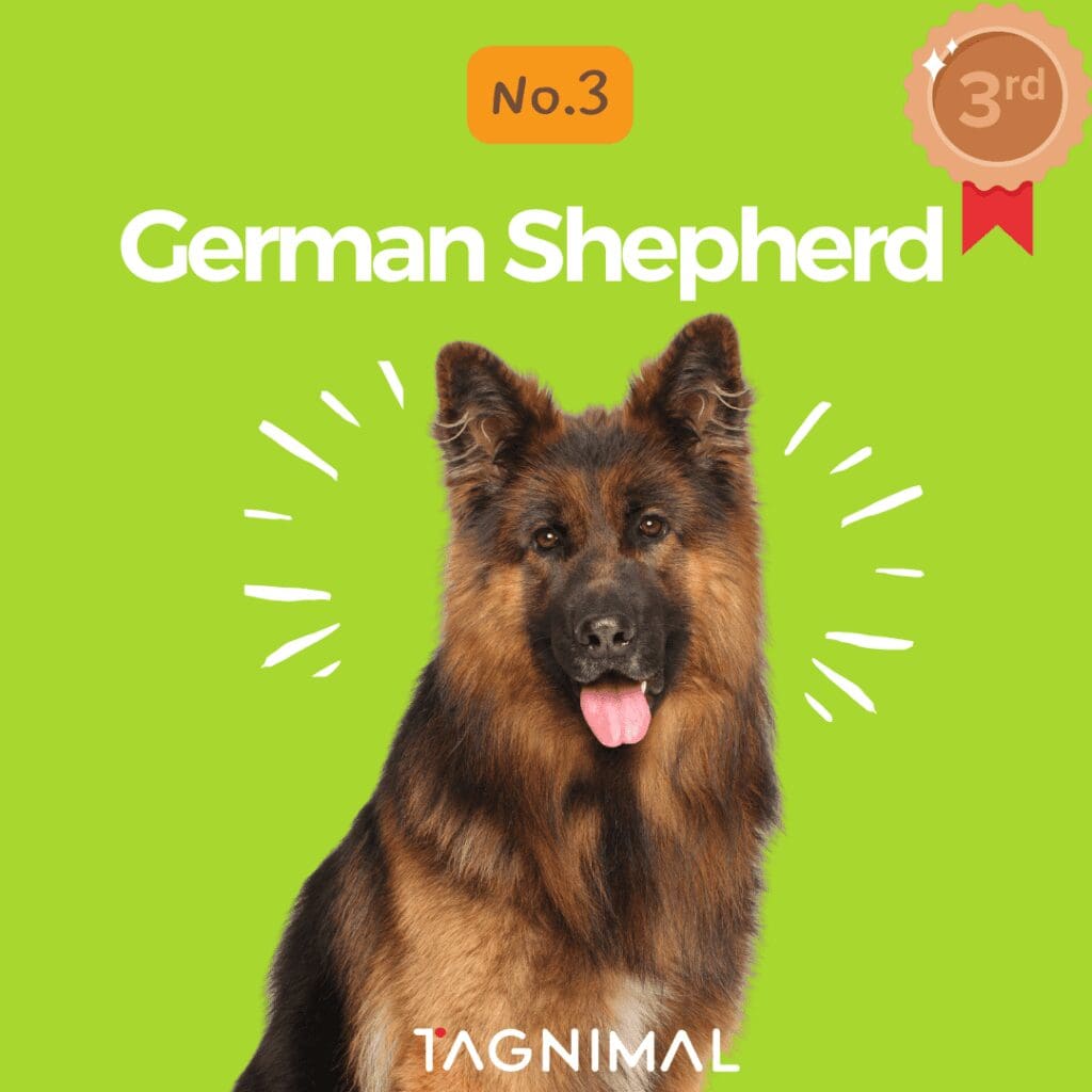 Tagnimal top 10 smartest dog in the world German Shepherd