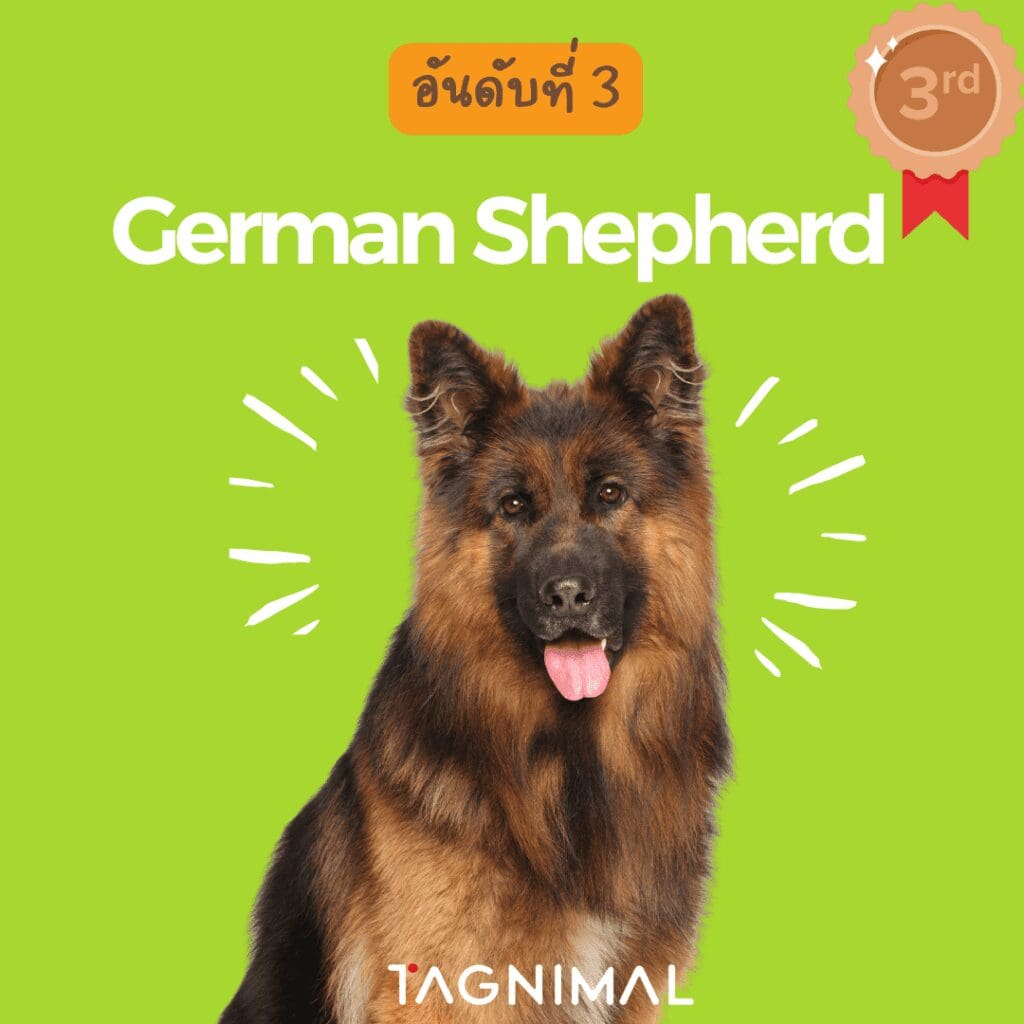 10 อันดับ สายพันธุ์หมาที่ฉลาดที่สุดในโลก เยอรมัน เชพเพิร์ด Tagnimal