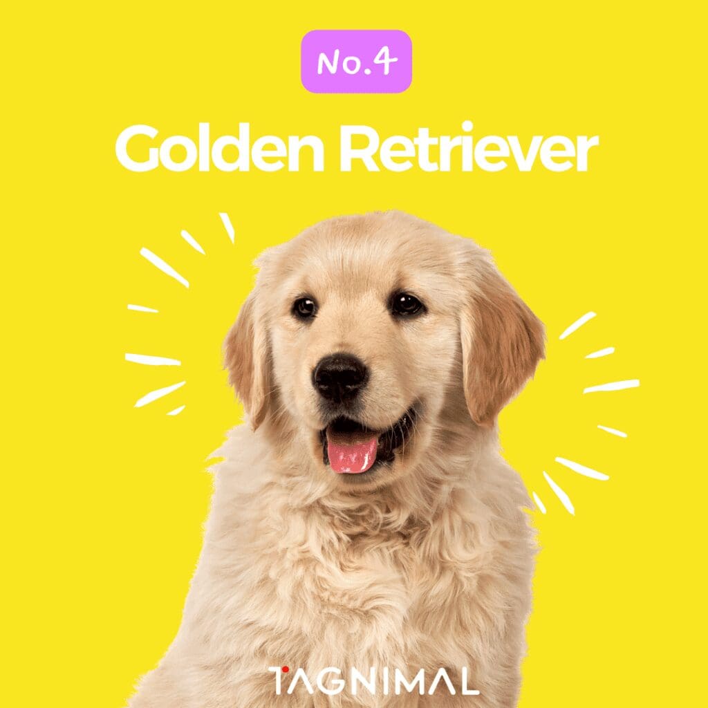 Tagnimal top 10 smartest dog in the world Golden Retriever