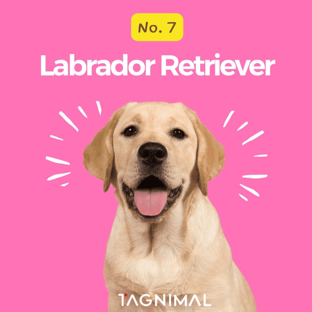 Tagnimal top 10 smartest dog in the world Labrador Retriever
