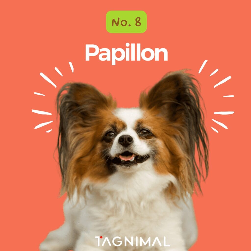 Tagnimal top 10 smartest dog in the world Papillon