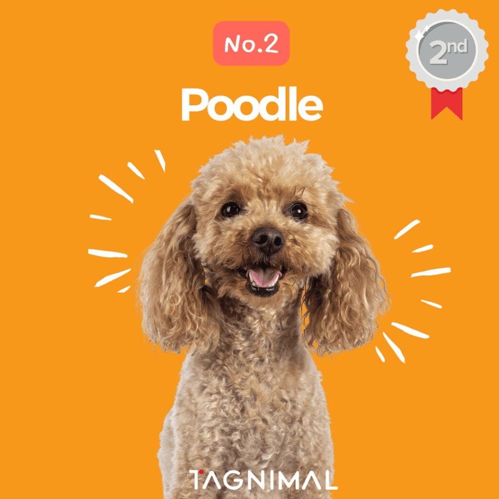 Tagnimal top 10 smartest dog in the world Poodle