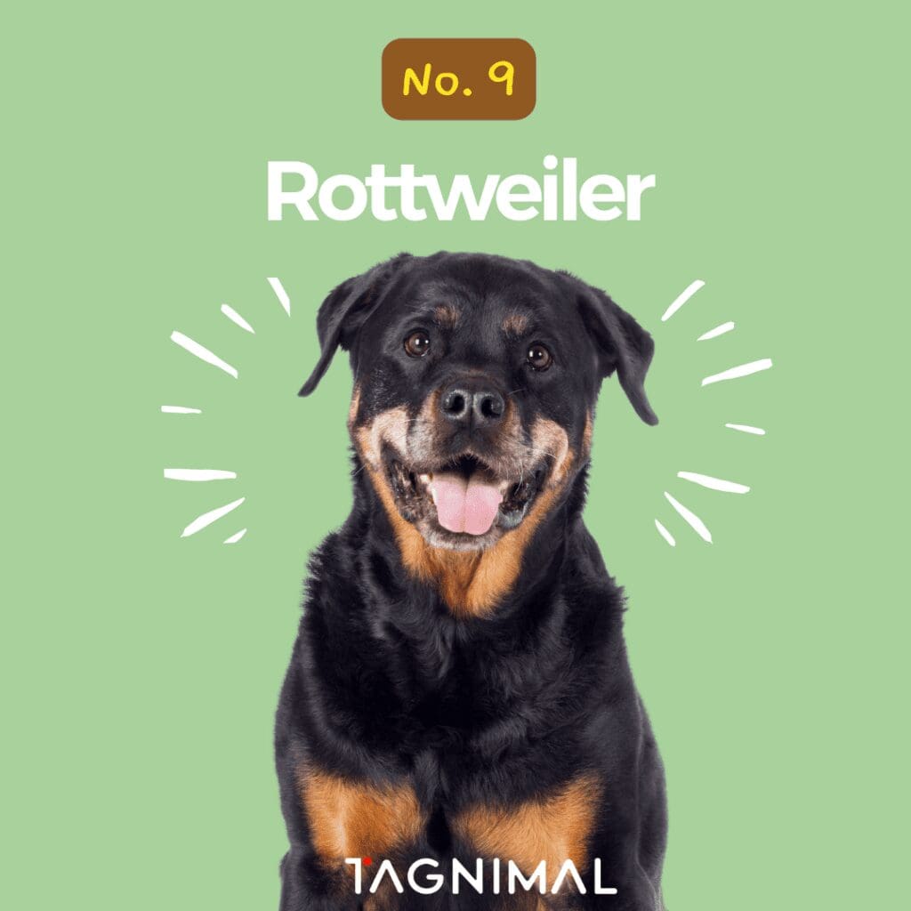 Tagnimal top 10 smartest dog in the world Rottweiler