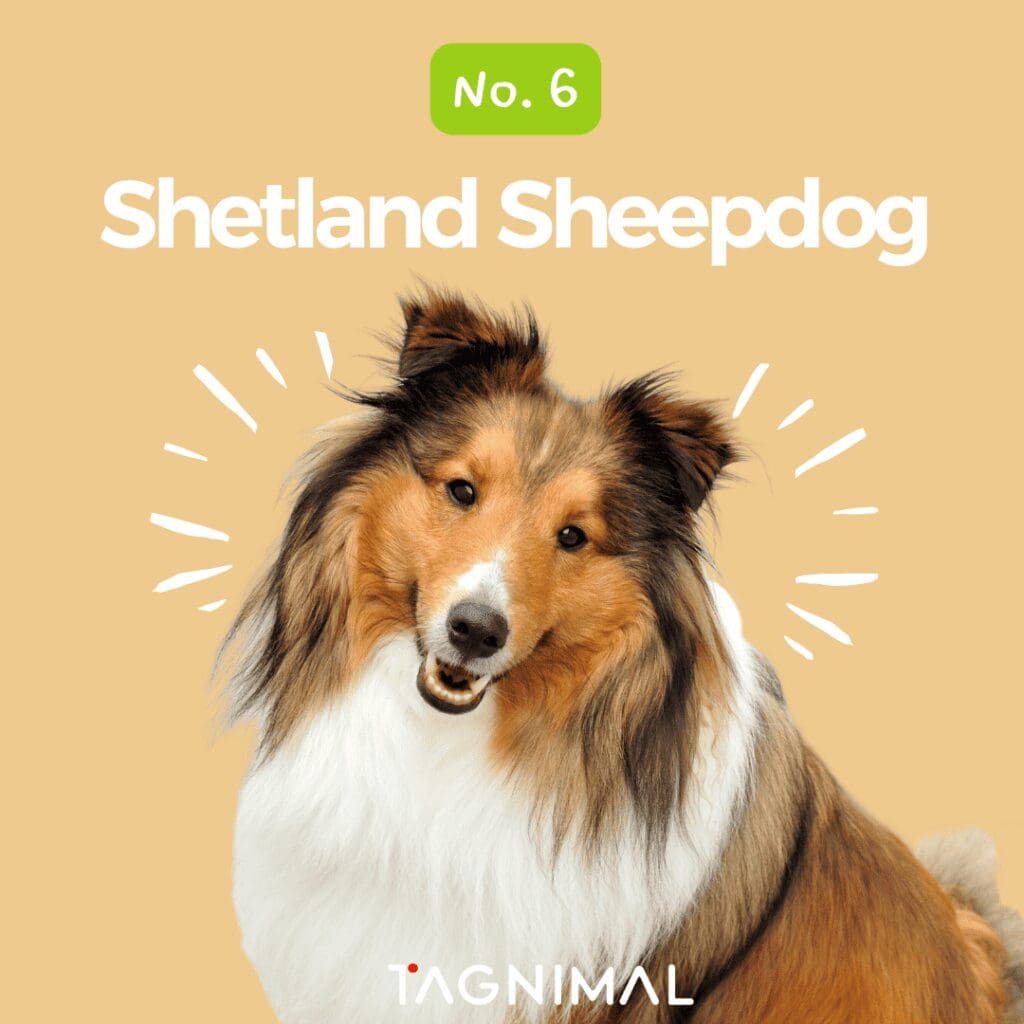 Tagnimal top 10 smartest dog in the world Shetland Sheepdog