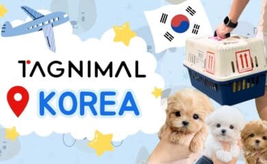 Tagnimal Korea Partnership Blog, Dog for sale, Puppy for sale