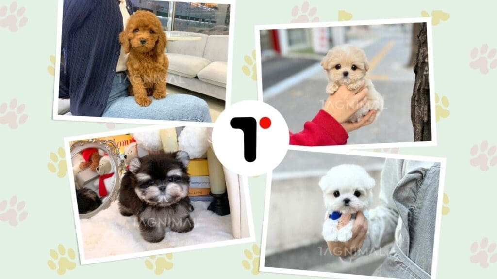 Tagnimal Korea Partnership Blog, Dog for sale, Puppy for sale, Premium Quality