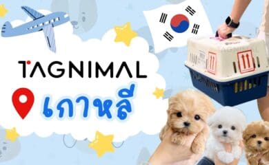 แท็กนิมอลกับเกาหลีพาร์ทเนอร์ ขายลูกสุนัข ซื้อสุนัข ซื้อหมา นำเข้าน้องหมา