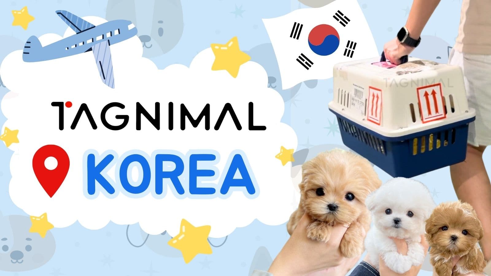 Tagnimal Korea Partnership Blog, Dog for sale, Puppy for sale