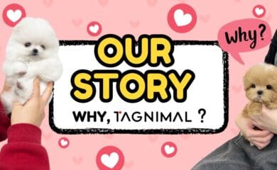 Tagnimal Our Story and Why Buy Pet with us blog cover