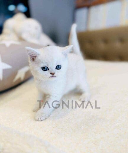 British Shorthair puppy for sale, dog for sale at Tagnimal