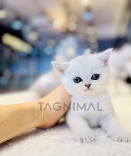 British Shorthair puppy for sale, dog for sale at Tagnimal