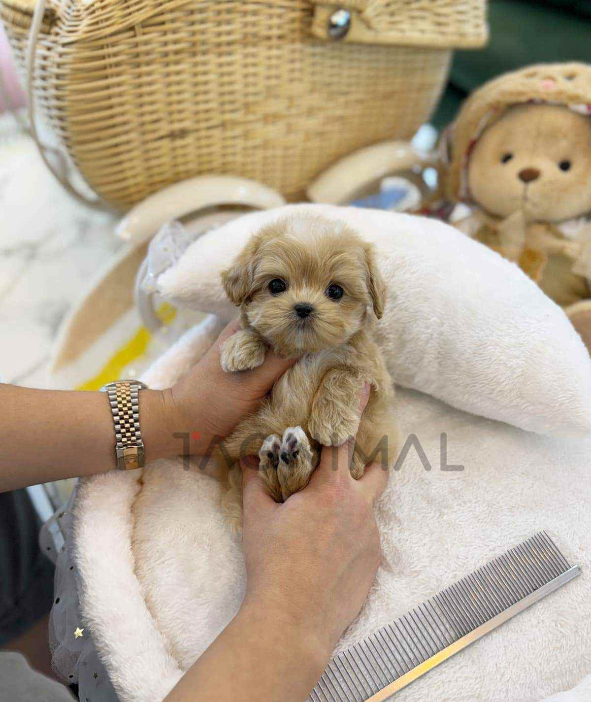 Maltipoo puppy for sale, dog for sale at Tagnimal
