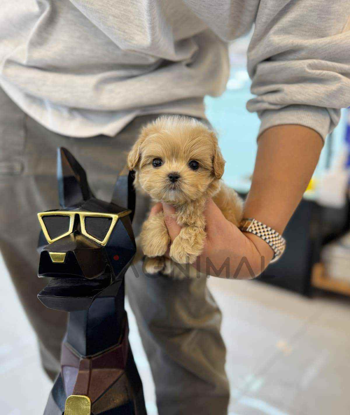 Maltipoo puppy for sale, dog for sale at Tagnimal