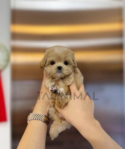 ขายลูกสุนัขมอลติพู ซื้อสุนัข ซื้อหมา ได้ที่ Tagnimal
