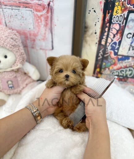 ขายลูกสุนัขมอลติพู ซื้อสุนัข ซื้อหมา ได้ที่ Tagnimal