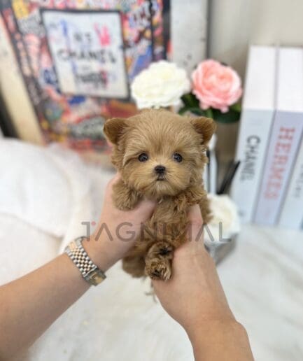 ขายลูกสุนัขมอลติพู ซื้อสุนัข ซื้อหมา ได้ที่ Tagnimal