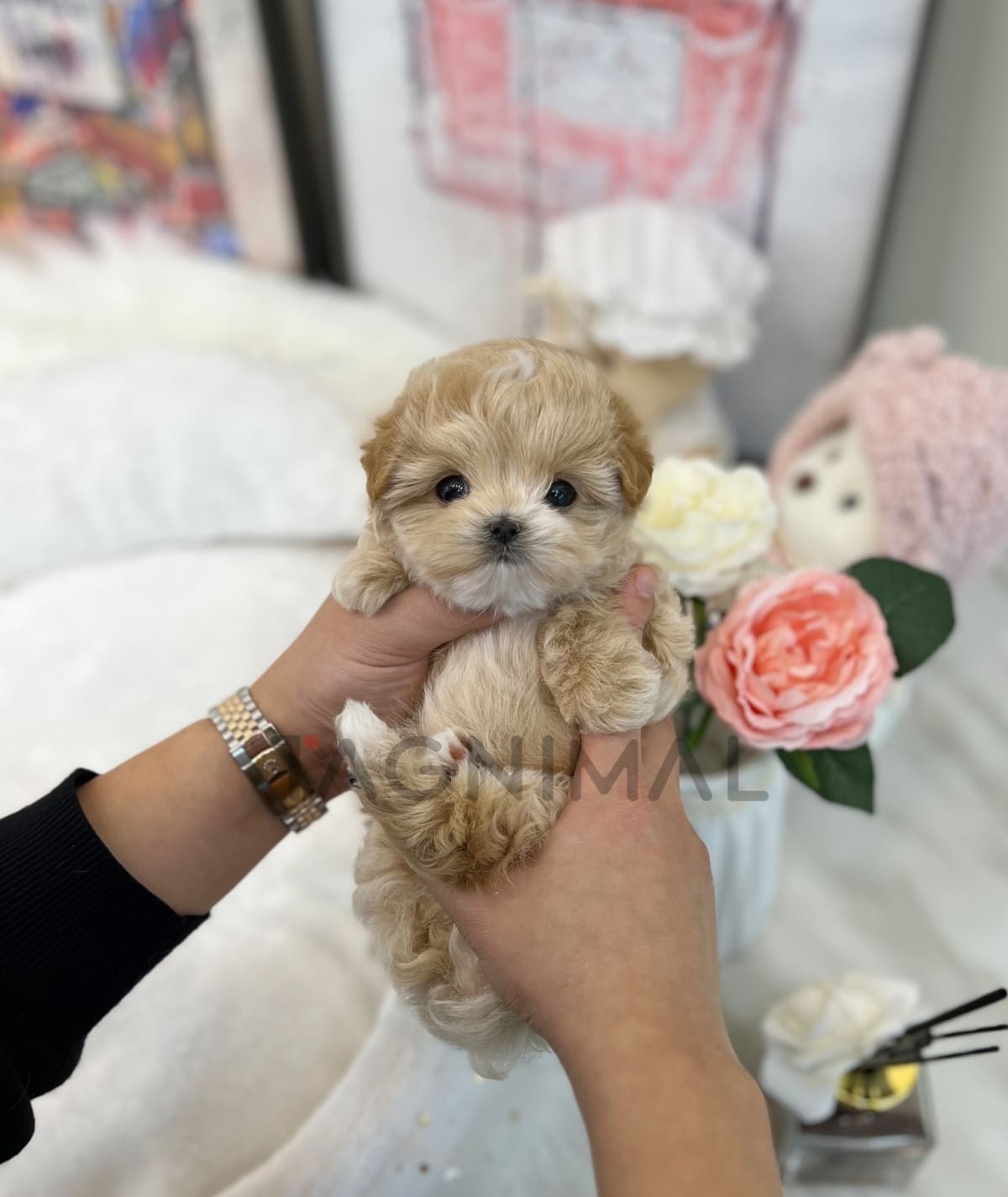 ขายลูกสุนัขมอลติพู ซื้อสุนัข ซื้อหมา ได้ที่ Tagnimal