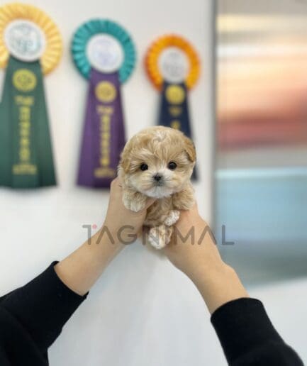 ขายลูกสุนัขมอลติพู ซื้อสุนัข ซื้อหมา ได้ที่ Tagnimal