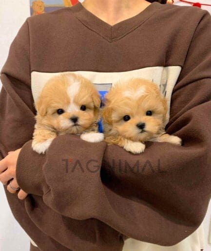 ขายลูกสุนัขมอลติพู ซื้อสุนัข ซื้อหมา ได้ที่ Tagnimal