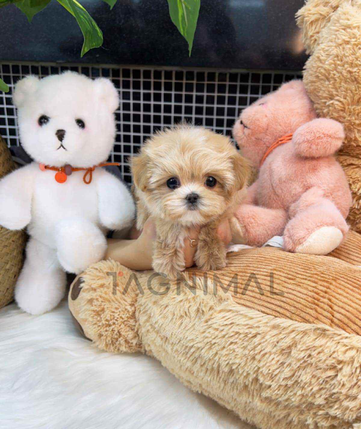 Maltipoo puppy for sale, dog for sale at Tagnimal