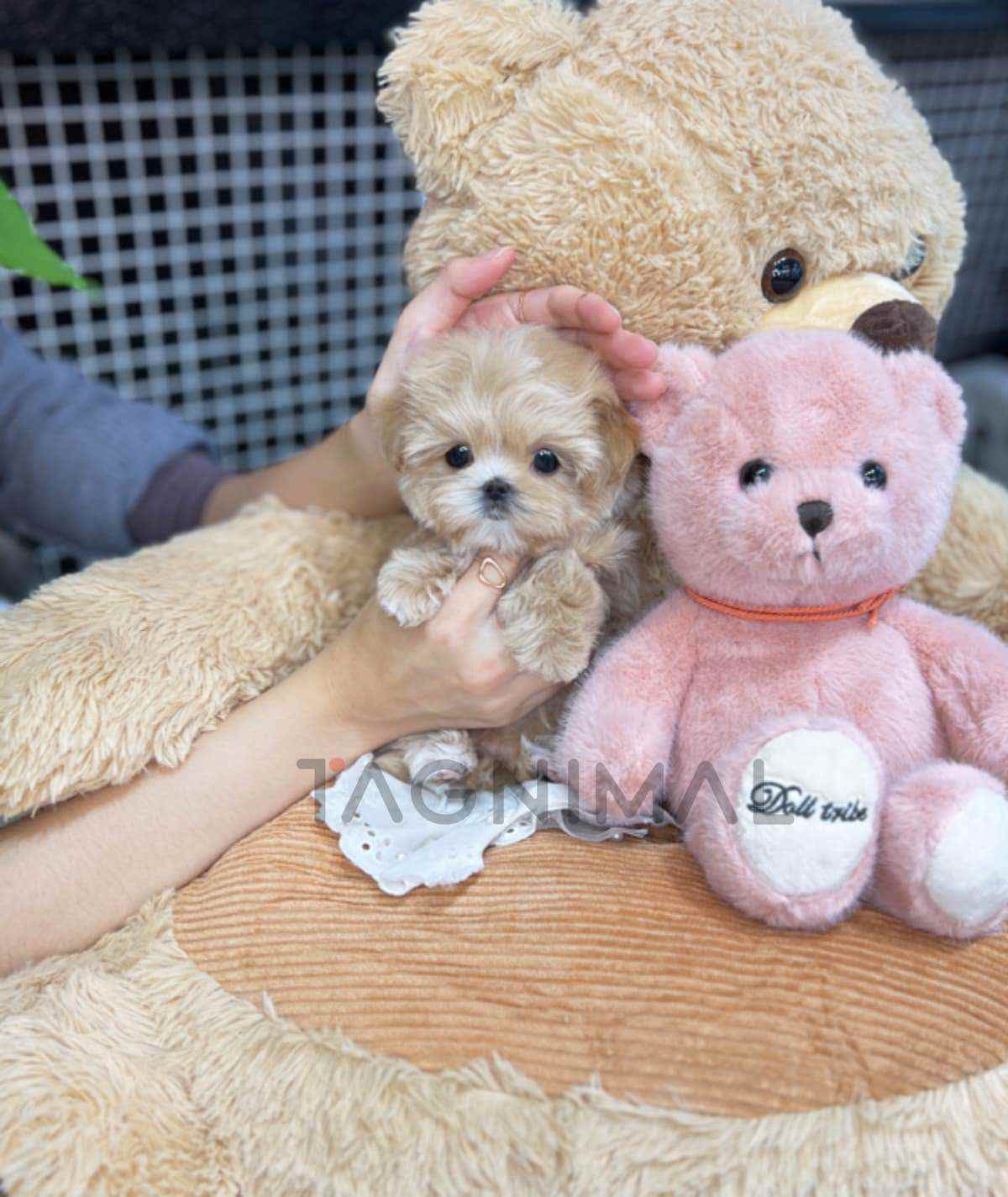 Maltipoo puppy for sale, dog for sale at Tagnimal