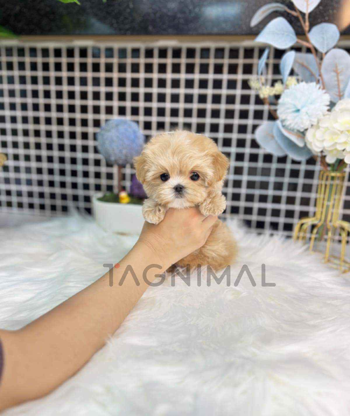 Maltipoo puppy for sale, dog for sale at Tagnimal
