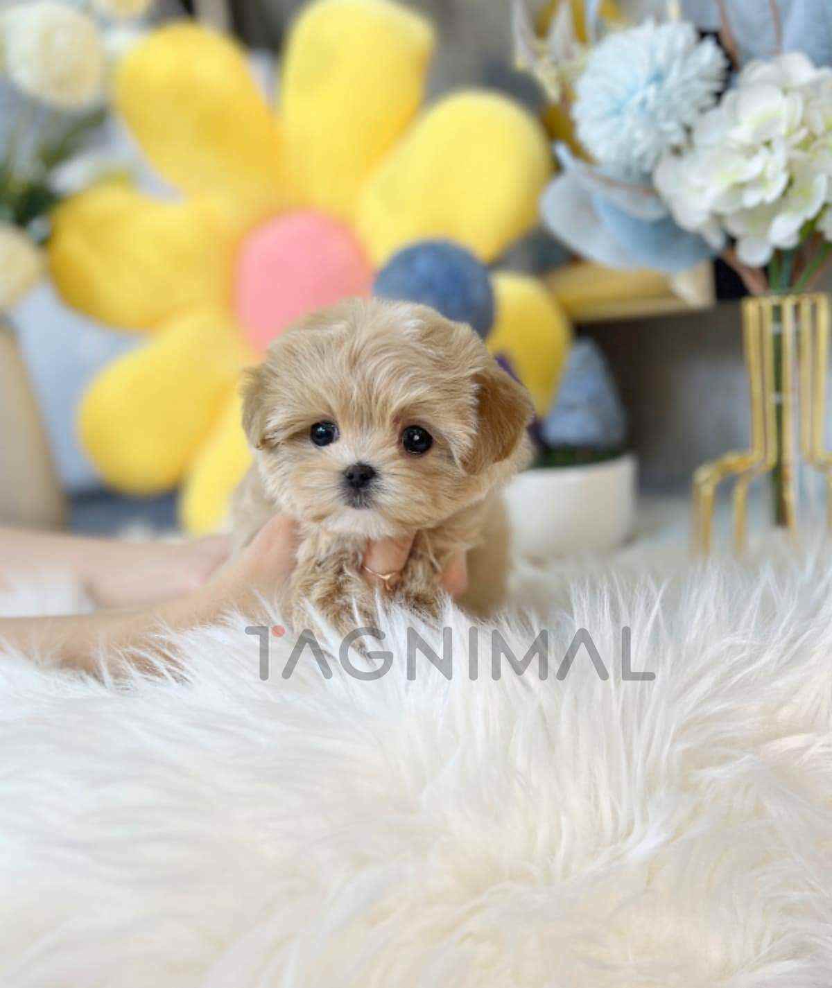Maltipoo puppy for sale, dog for sale at Tagnimal