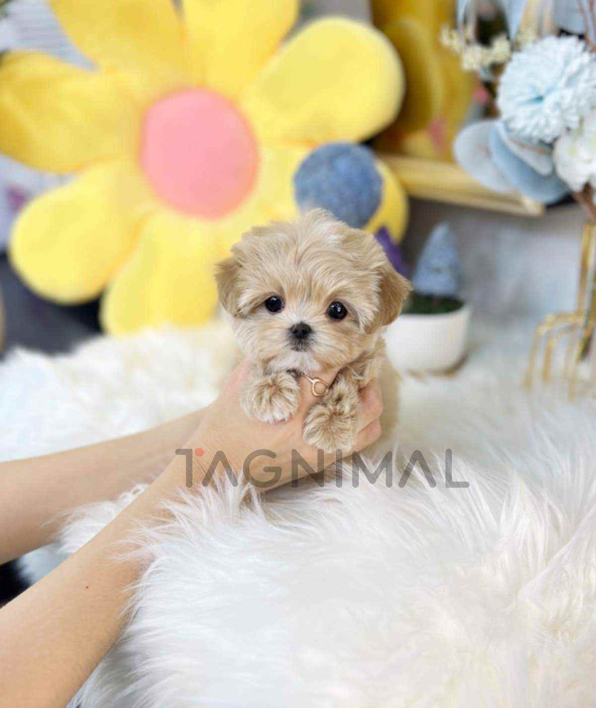 Maltipoo puppy for sale, dog for sale at Tagnimal