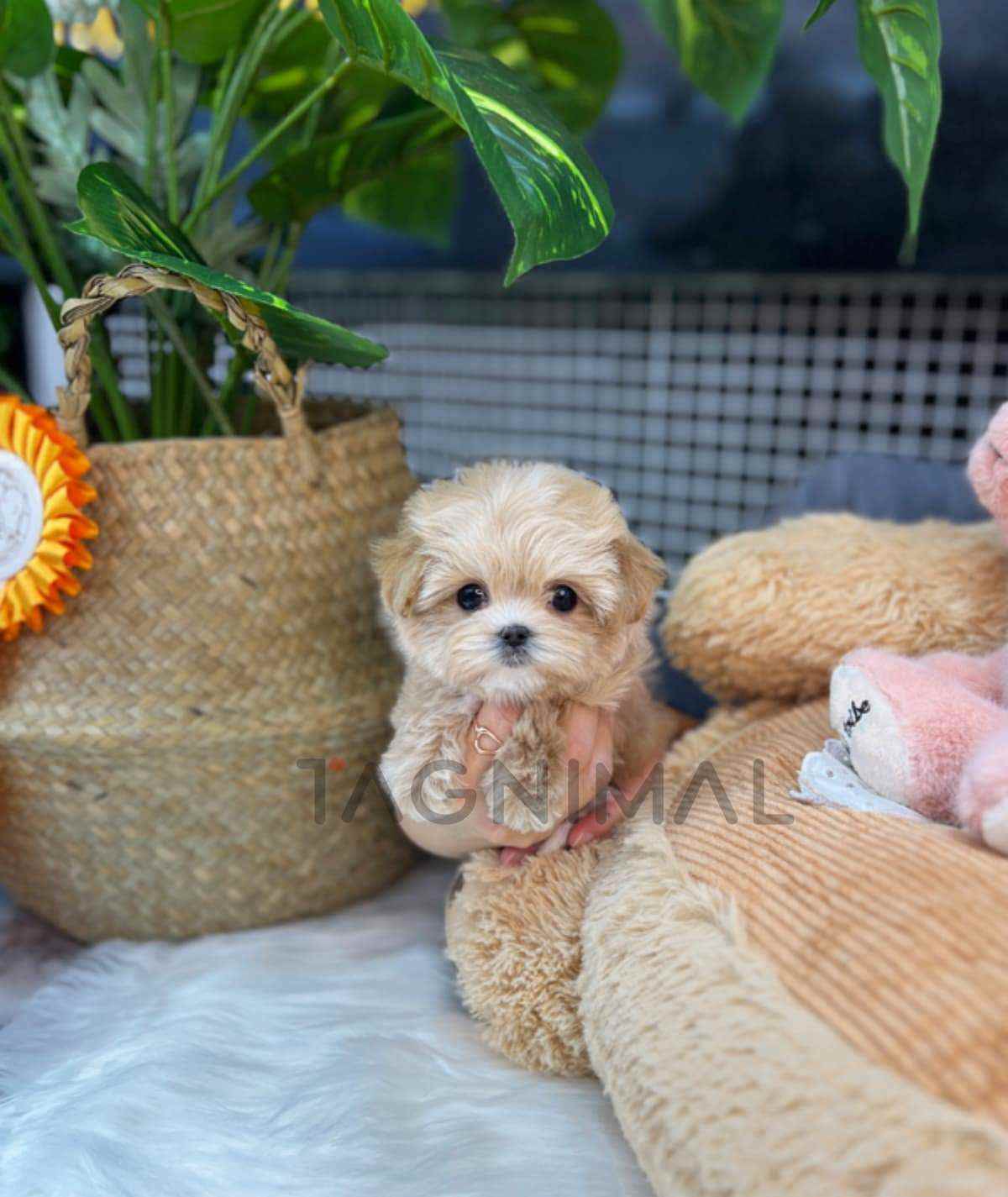 Maltipoo puppy for sale, dog for sale at Tagnimal