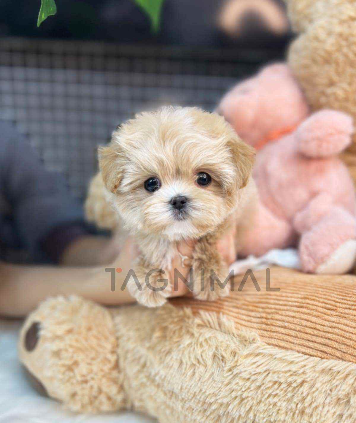 Maltipoo puppy for sale, dog for sale at Tagnimal