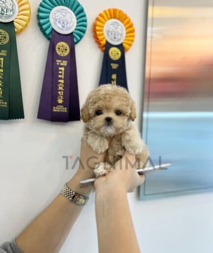 ขายลูกสุนัขมอลติพู ซื้อสุนัข ซื้อหมา ได้ที่ Tagnimal