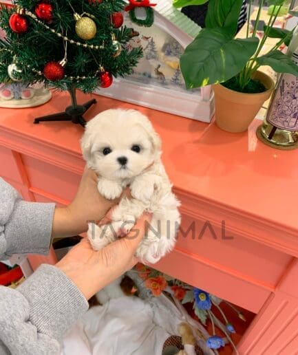 Maltipoo puppy for sale, dog for sale at Tagnimal