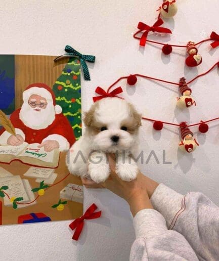 ขายลูกสุนัขมอลติพู ซื้อสุนัข ซื้อหมา ได้ที่ Tagnimal