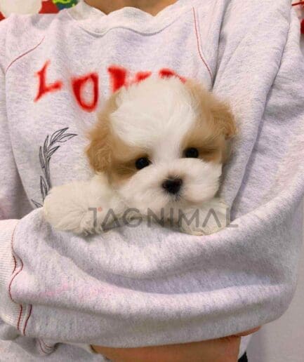 ขายลูกสุนัขมอลติพู ซื้อสุนัข ซื้อหมา ได้ที่ Tagnimal