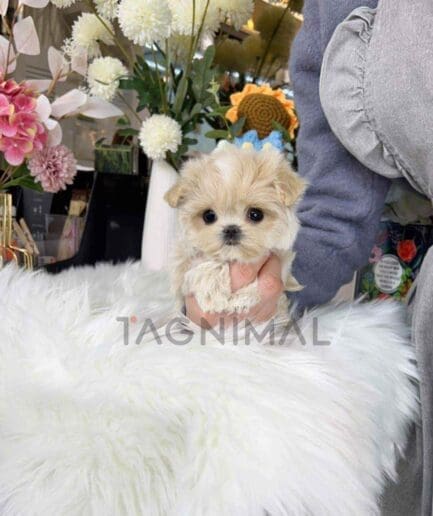 Maltipoo puppy for sale, dog for sale at Tagnimal