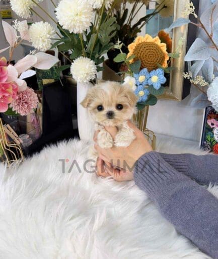 ขายลูกสุนัขมอลติพู ซื้อสุนัข ซื้อหมา ได้ที่ Tagnimal