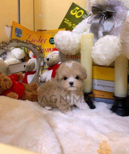 ขายลูกสุนัขมอลติพู ซื้อสุนัข ซื้อหมา ได้ที่ Tagnimal