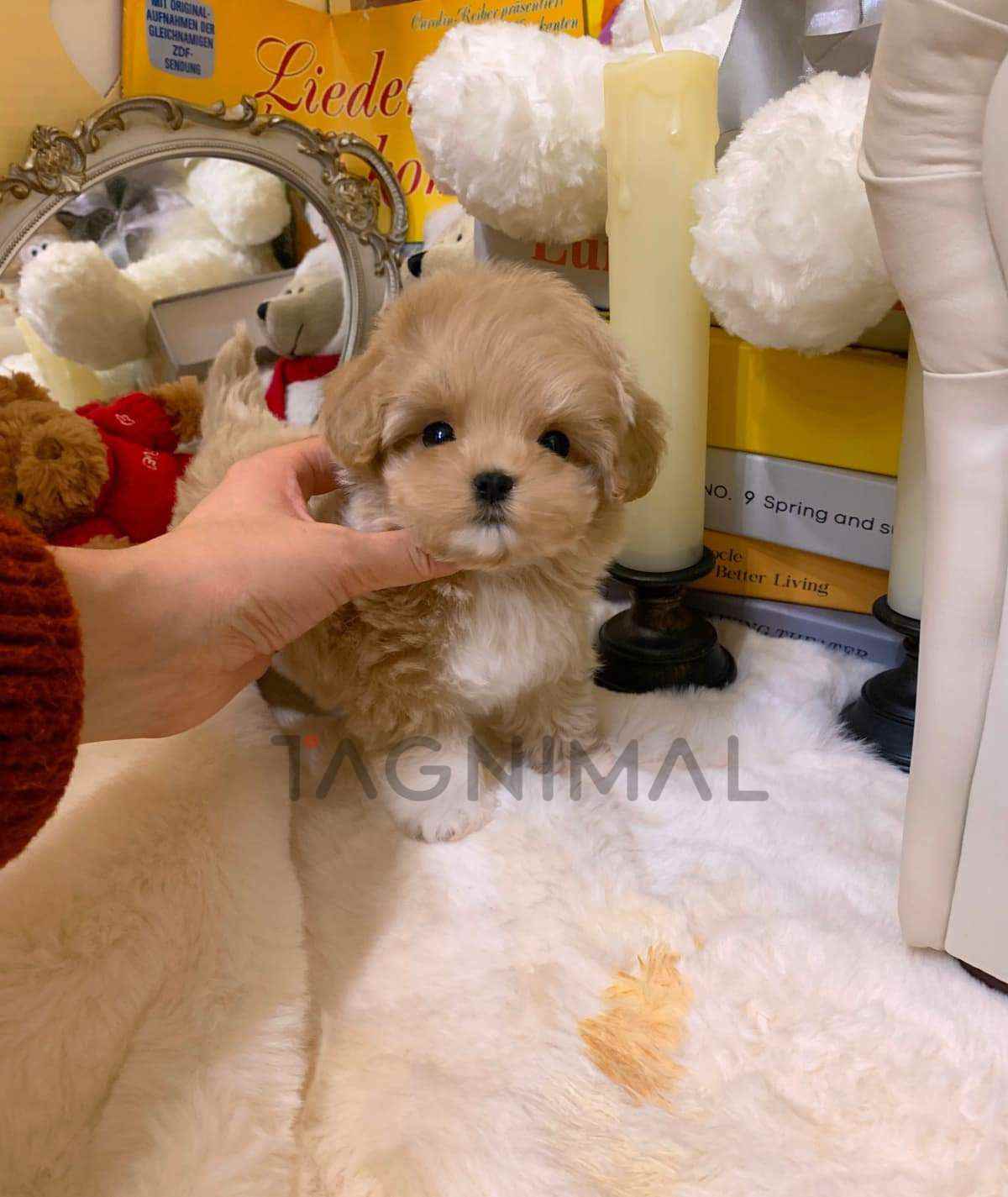 ขายลูกสุนัขมอลติพู ซื้อสุนัข ซื้อหมา ได้ที่ Tagnimal