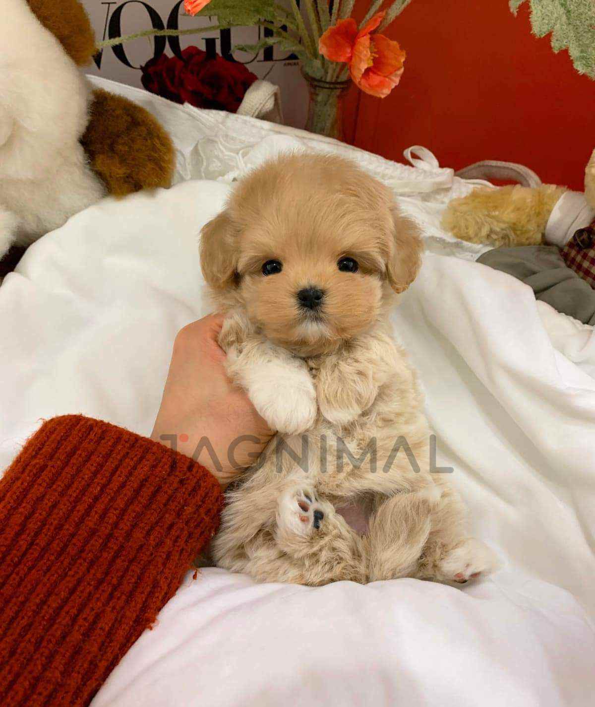 ขายลูกสุนัขมอลติพู ซื้อสุนัข ซื้อหมา ได้ที่ Tagnimal