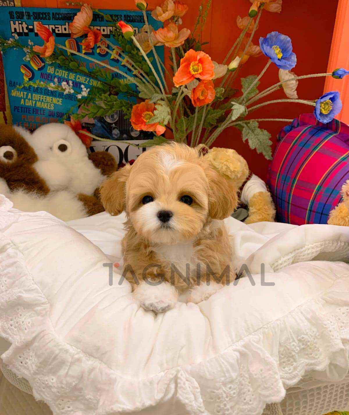 ขายลูกสุนัขมอลติพู ซื้อสุนัข ซื้อหมา ได้ที่ Tagnimal