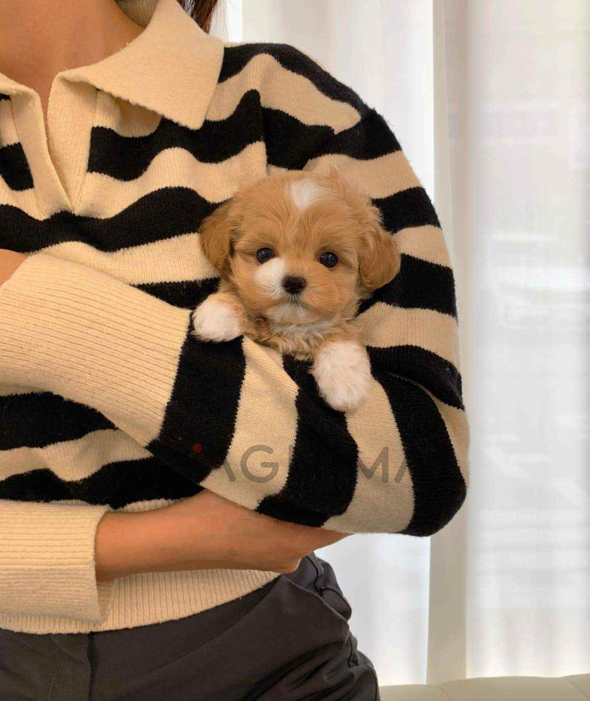 ขายลูกสุนัขมอลติพู ซื้อสุนัข ซื้อหมา ได้ที่ Tagnimal