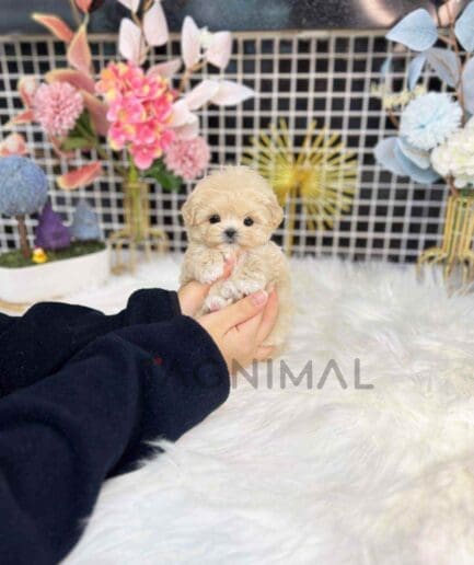 Maltipoo puppy for sale, dog for sale at Tagnimal