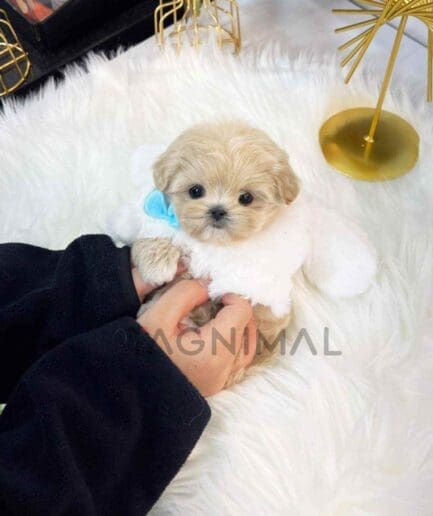 Maltipoo puppy for sale, dog for sale at Tagnimal