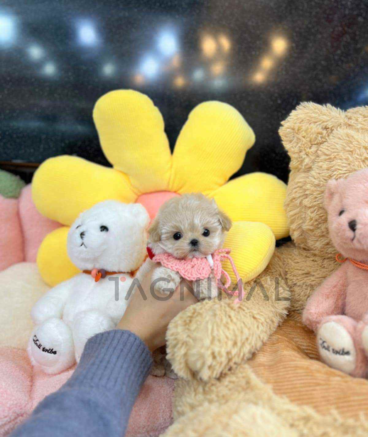 Maltipoo puppy for sale, dog for sale at Tagnimal