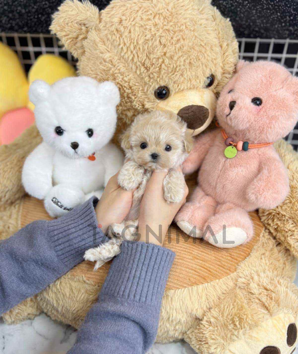 Maltipoo puppy for sale, dog for sale at Tagnimal