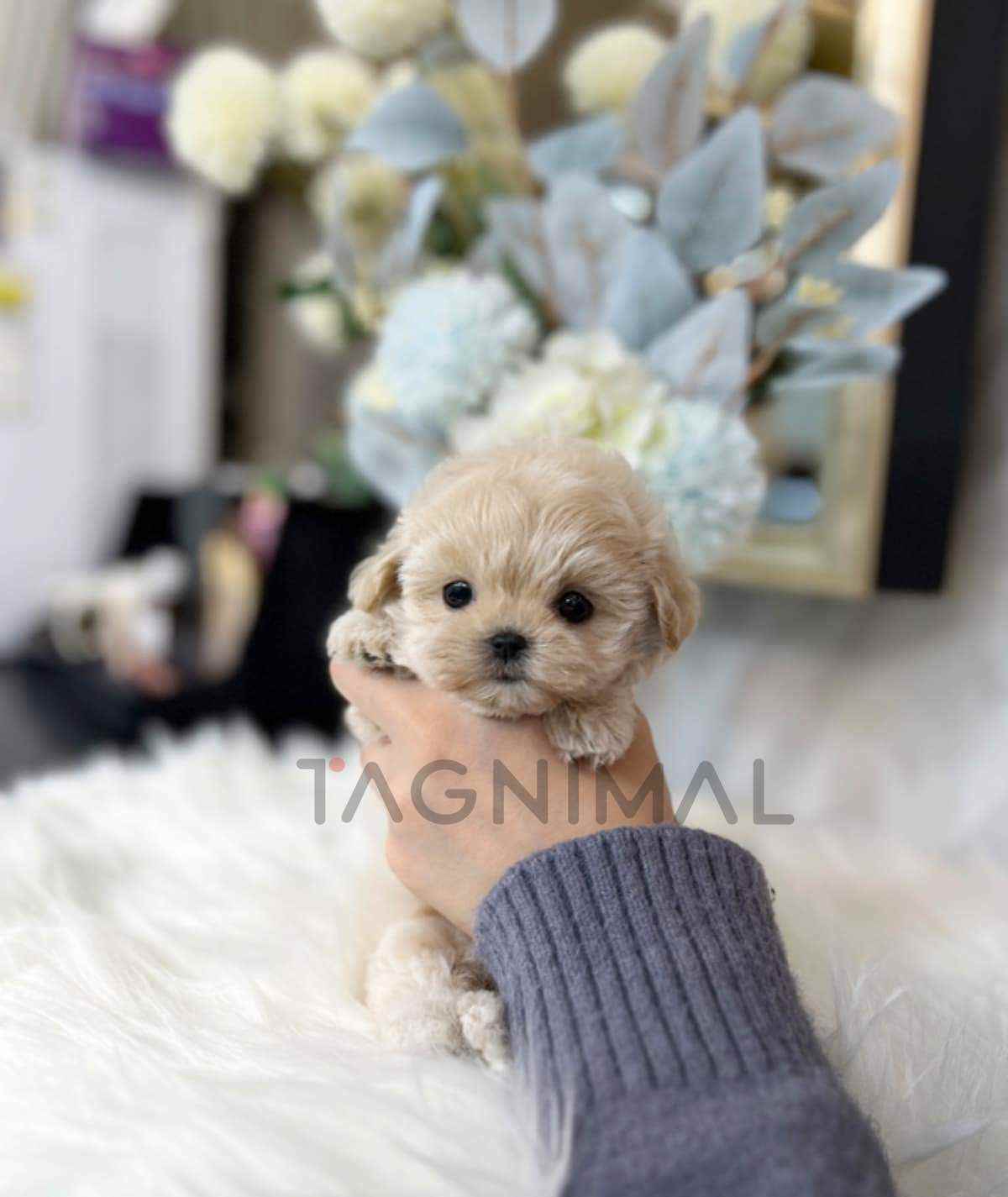 Maltipoo puppy for sale, dog for sale at Tagnimal